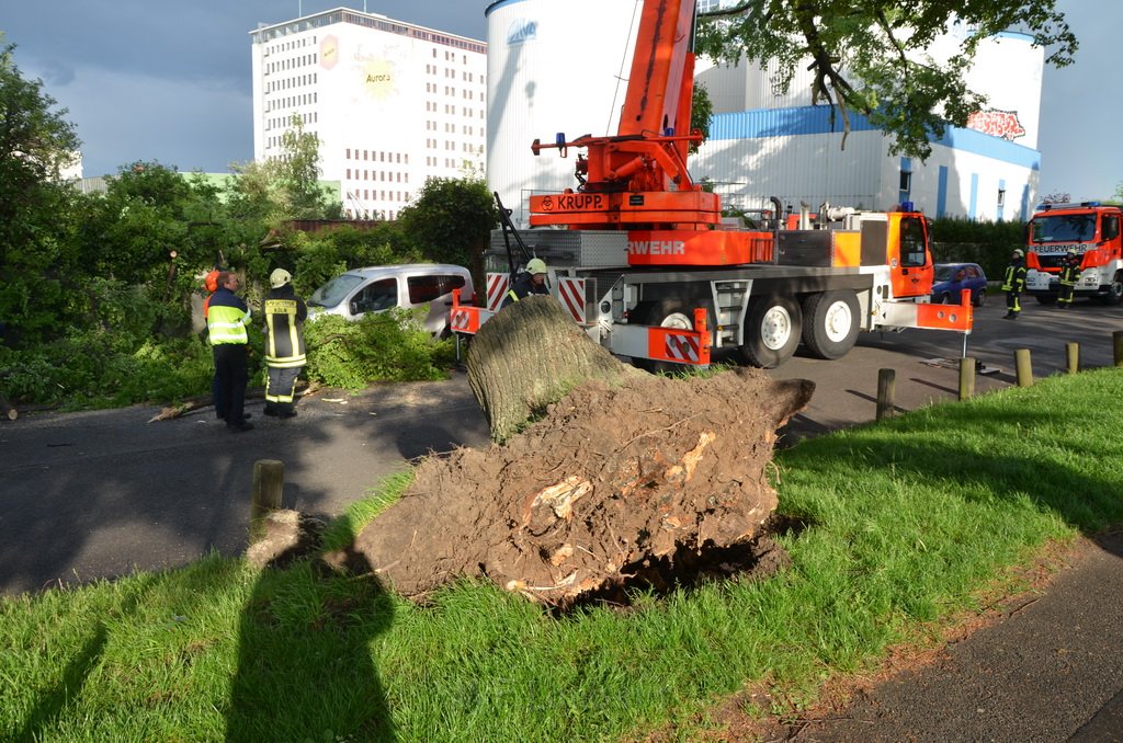 Baum auf Fahrbahn Koeln Deutz Alfred Schuette Allee Mole P687.JPG - Miklos Laubert